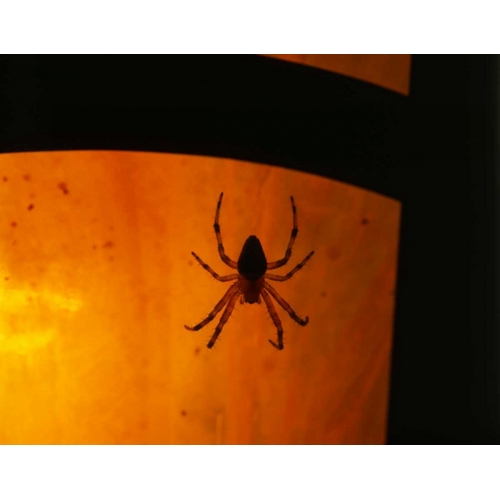 OR, Silhouette of European garden spider